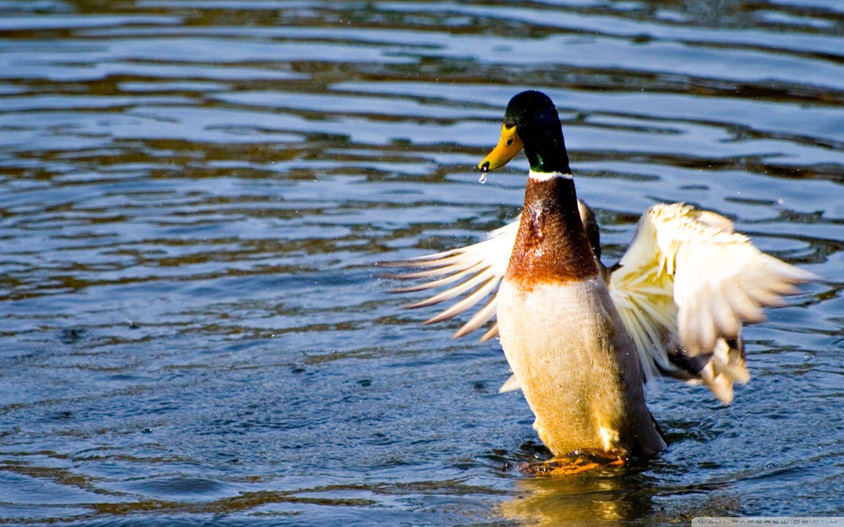1680x1050 Duck In Water ❤ 4K HD Desktop Wallpaper for 4K Ultra HD TV • Wide