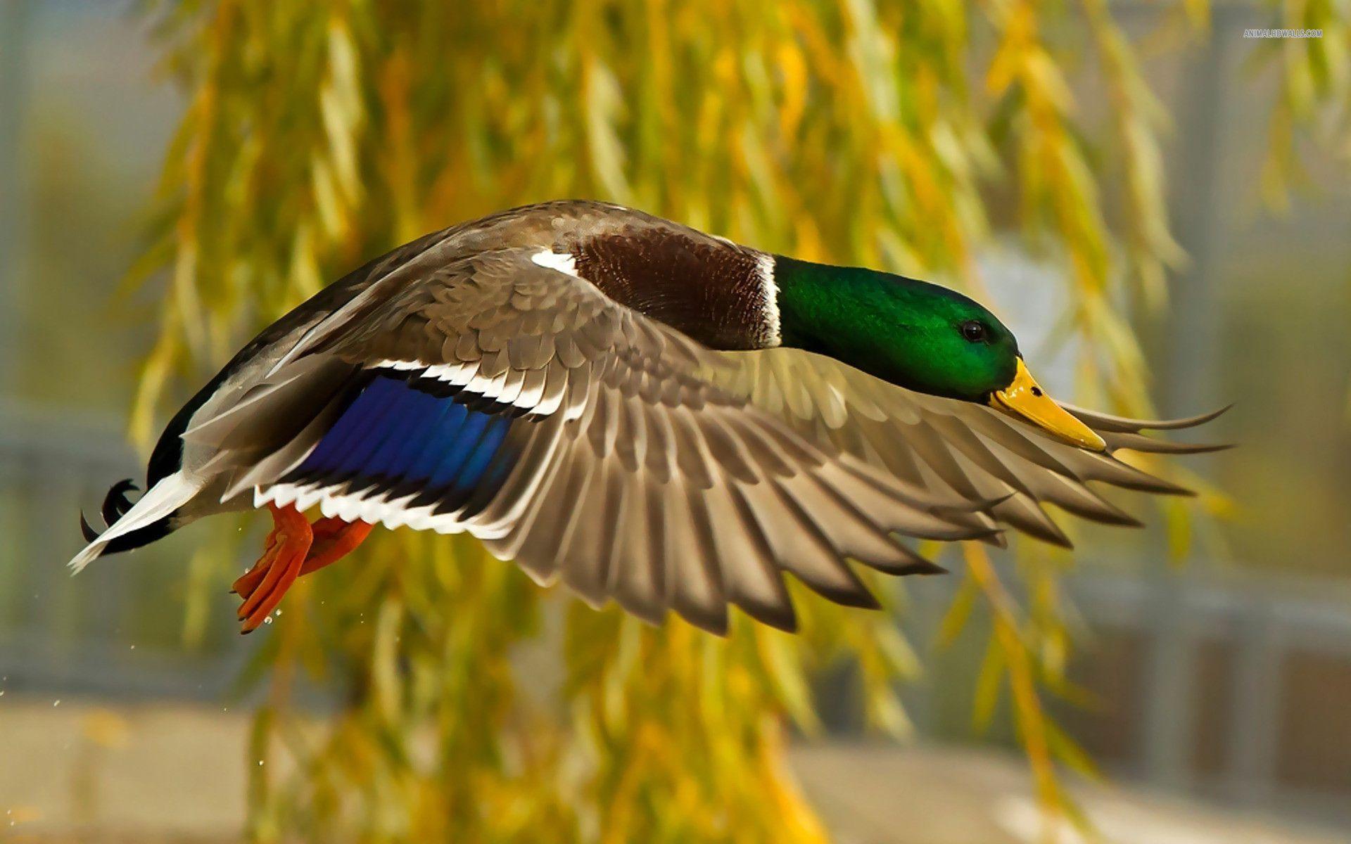 1920x1200 Magnificent Wallpaper: Duck Flying Wallpaper, Amazing Duck Flying