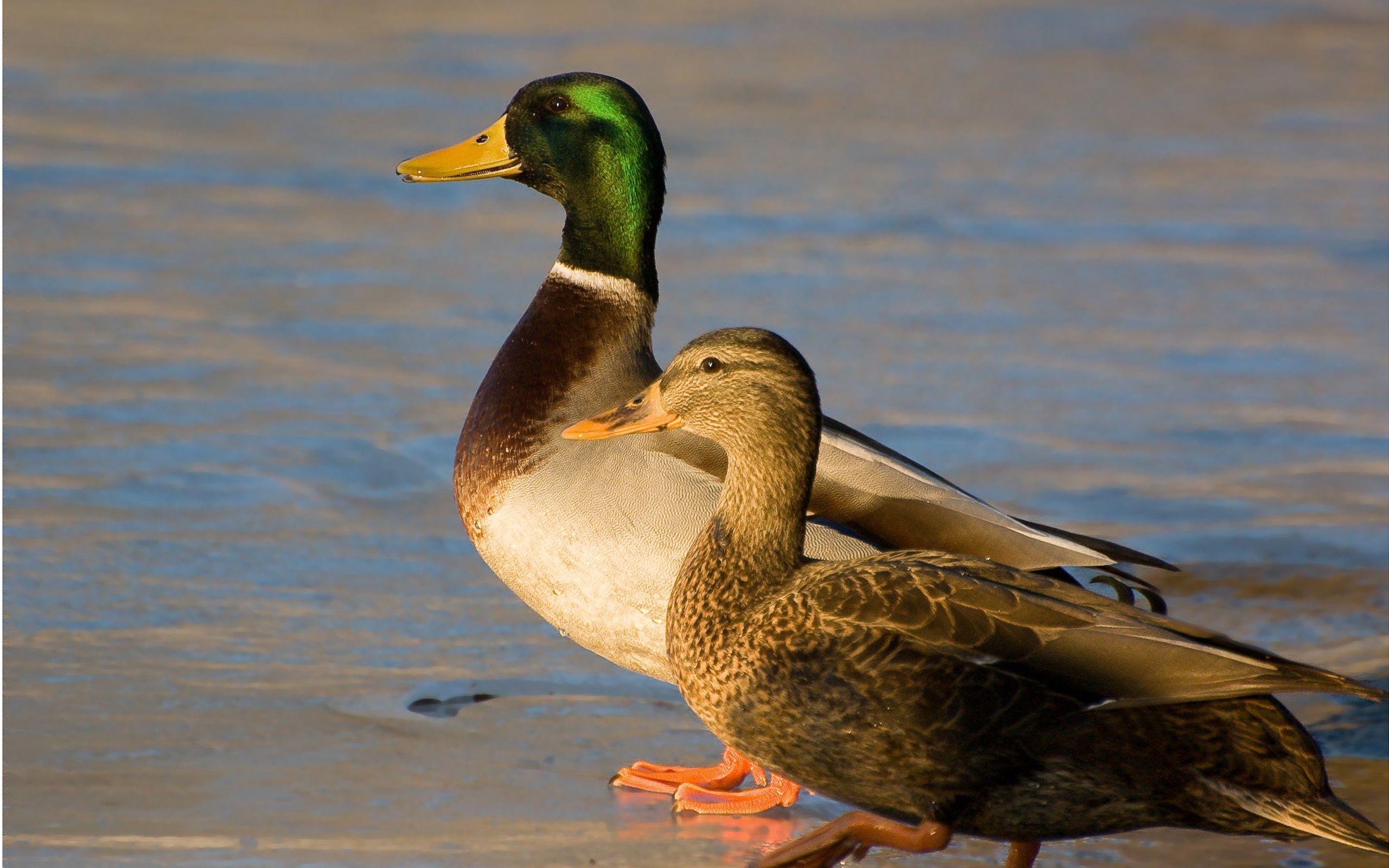 2560x1600 Male And Female Mallard Ducks Desktop Background 2560x1600