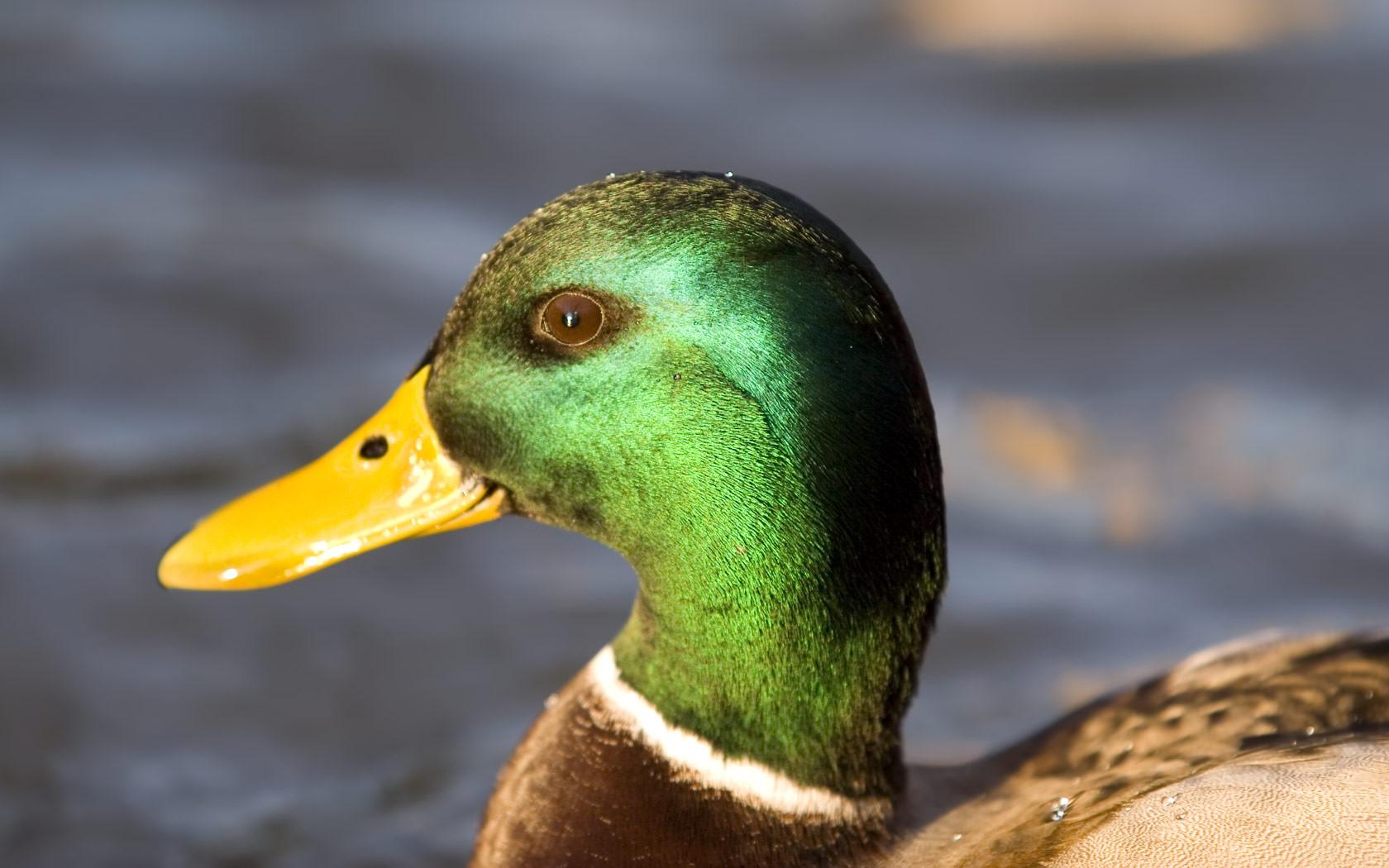 1680x1050 Green Headed Mallard Wallpaper