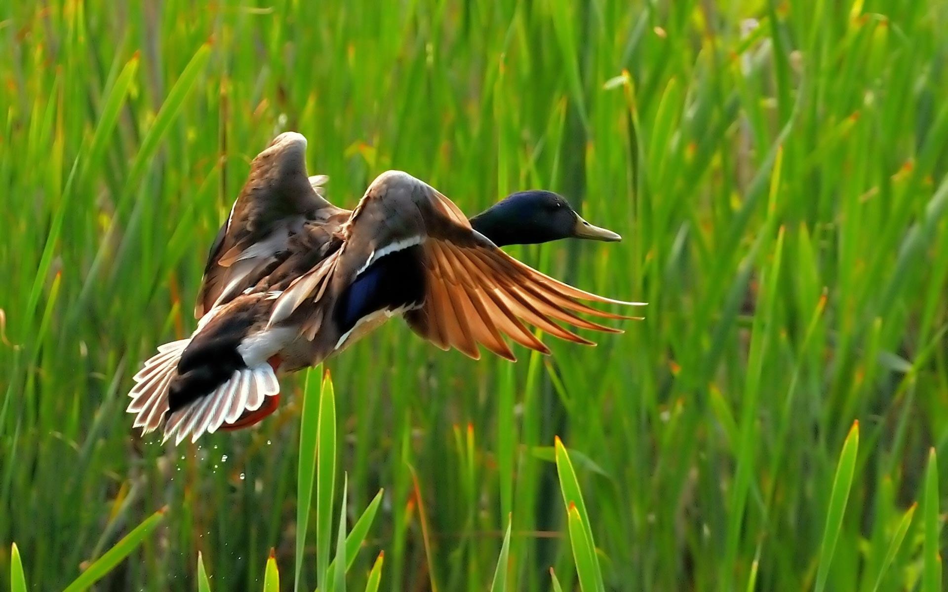 1920x1200 Mallard Duck Desktop Wallpaper