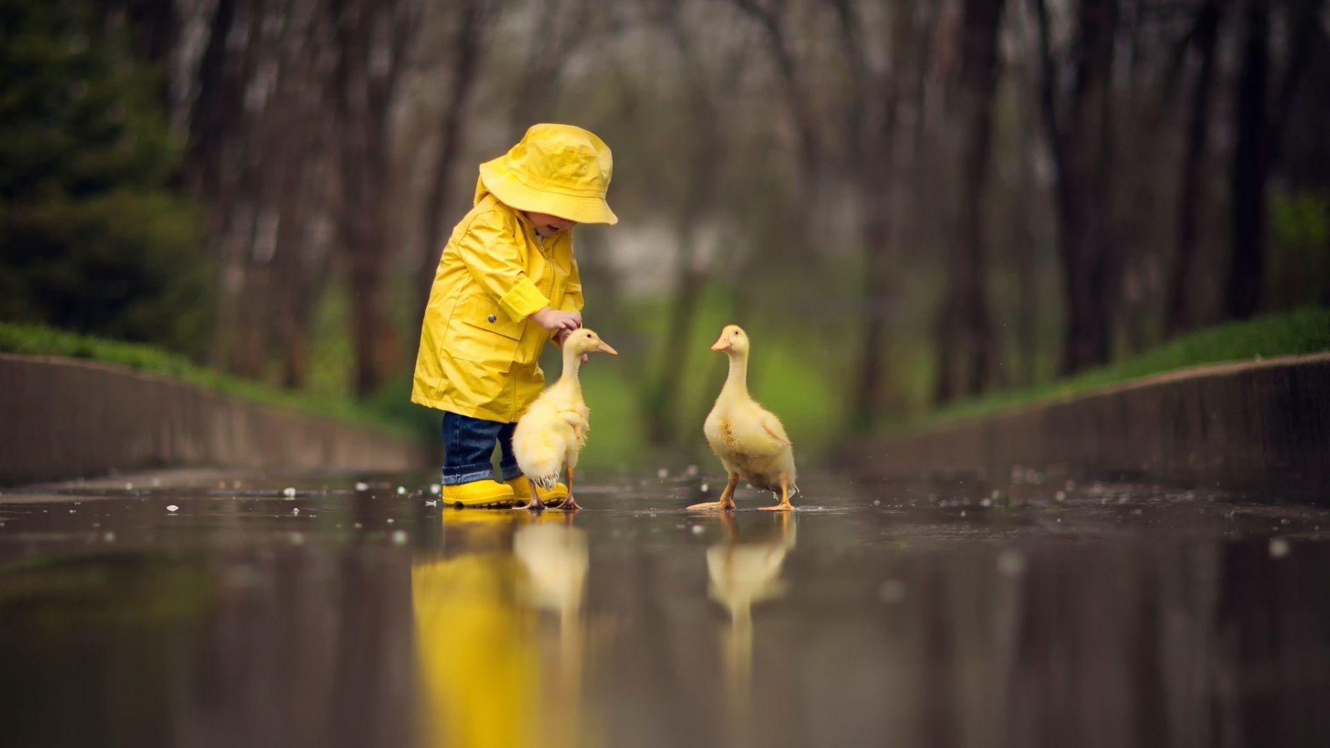 1920x1080 Group of Duckling Computer Wallpaper Desktop