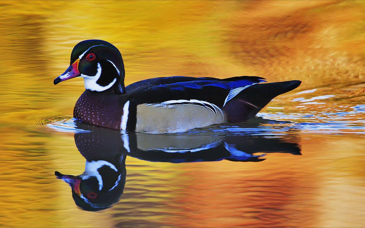 1280x800 Free Ducks Close Up High Definition Desktop Wallpaper 9 － Animal