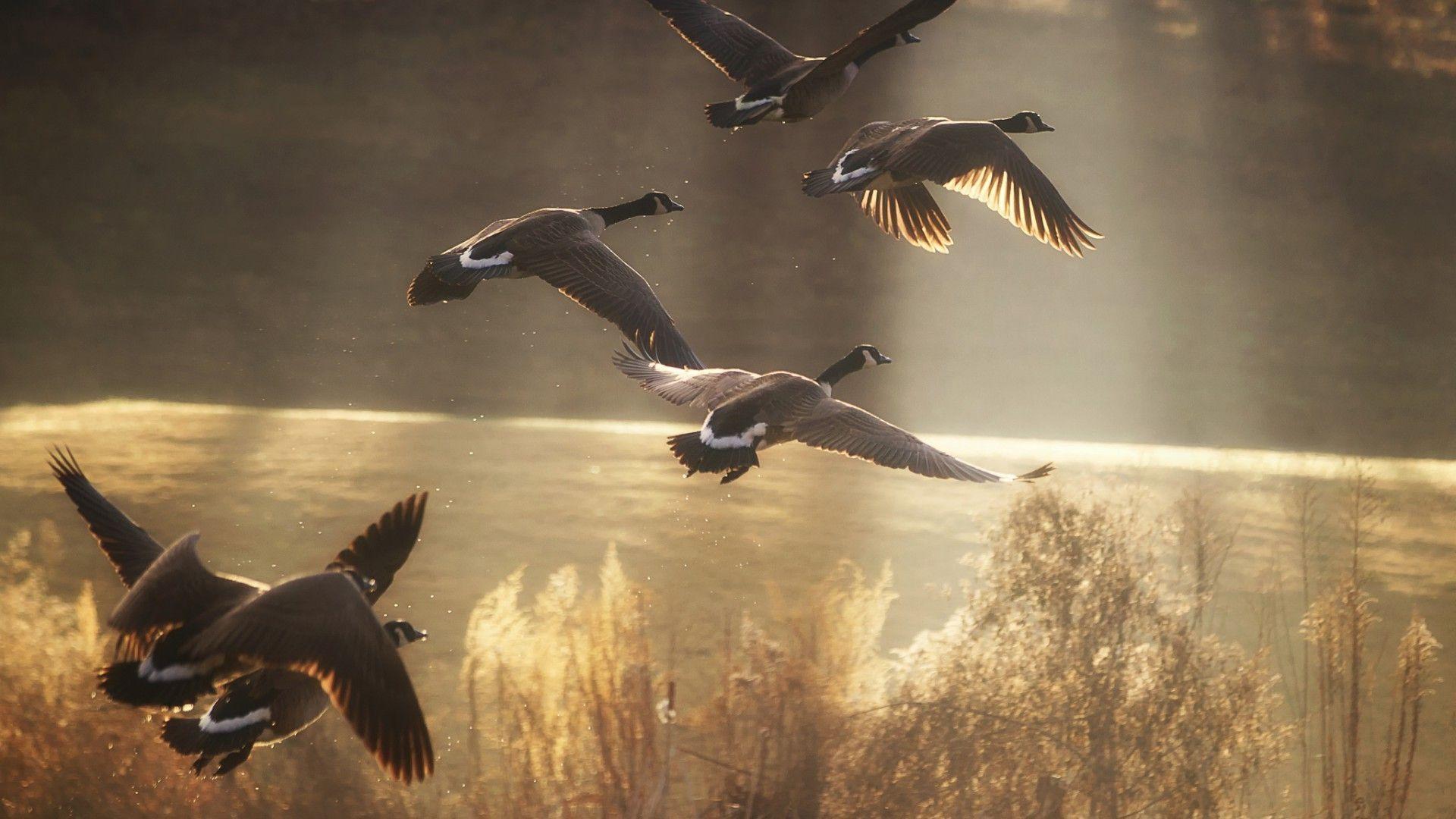 1920x1080 Duck. Desktop wallpaper for free