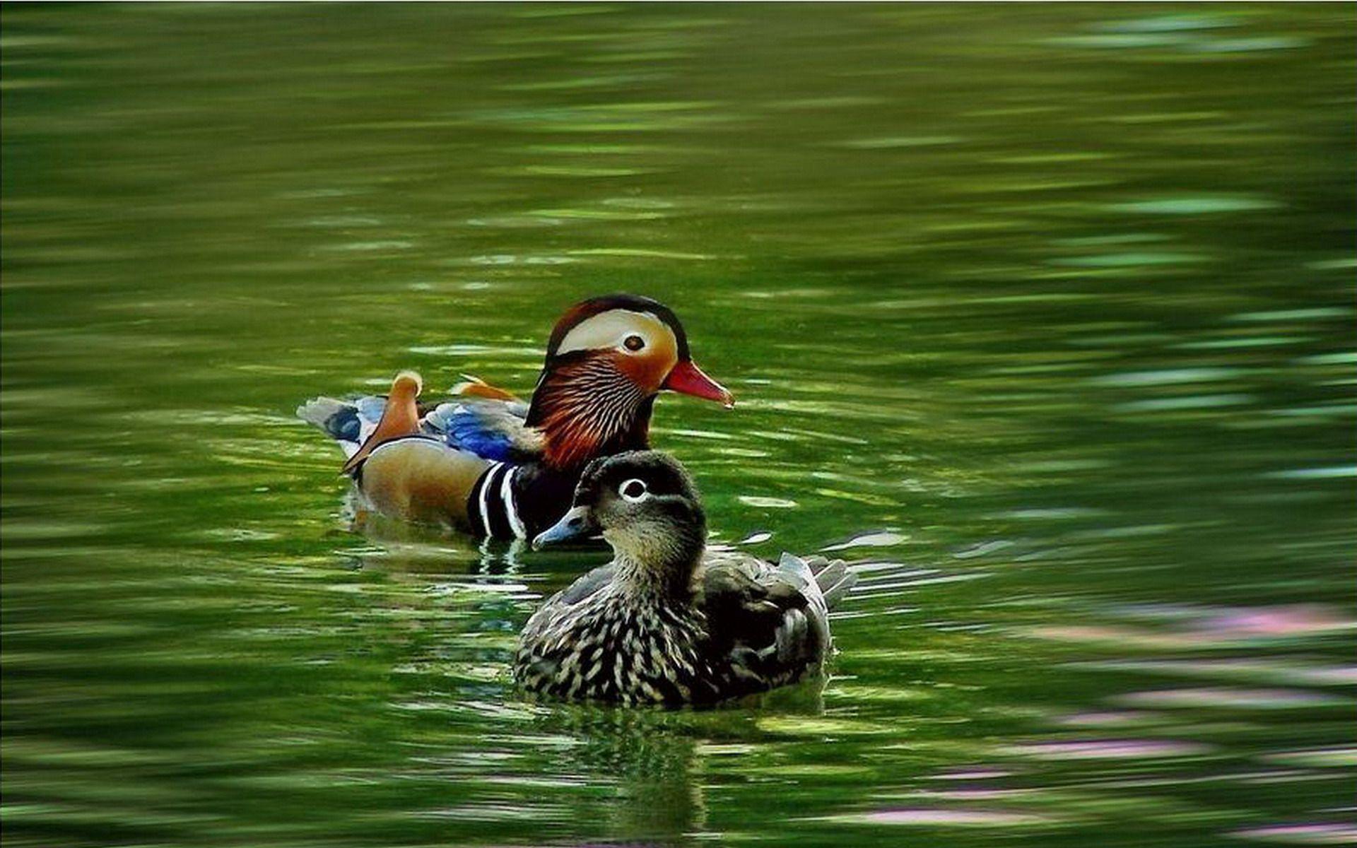 1920x1200 mandarin duck picture desktop wallpaper a HD mandarin