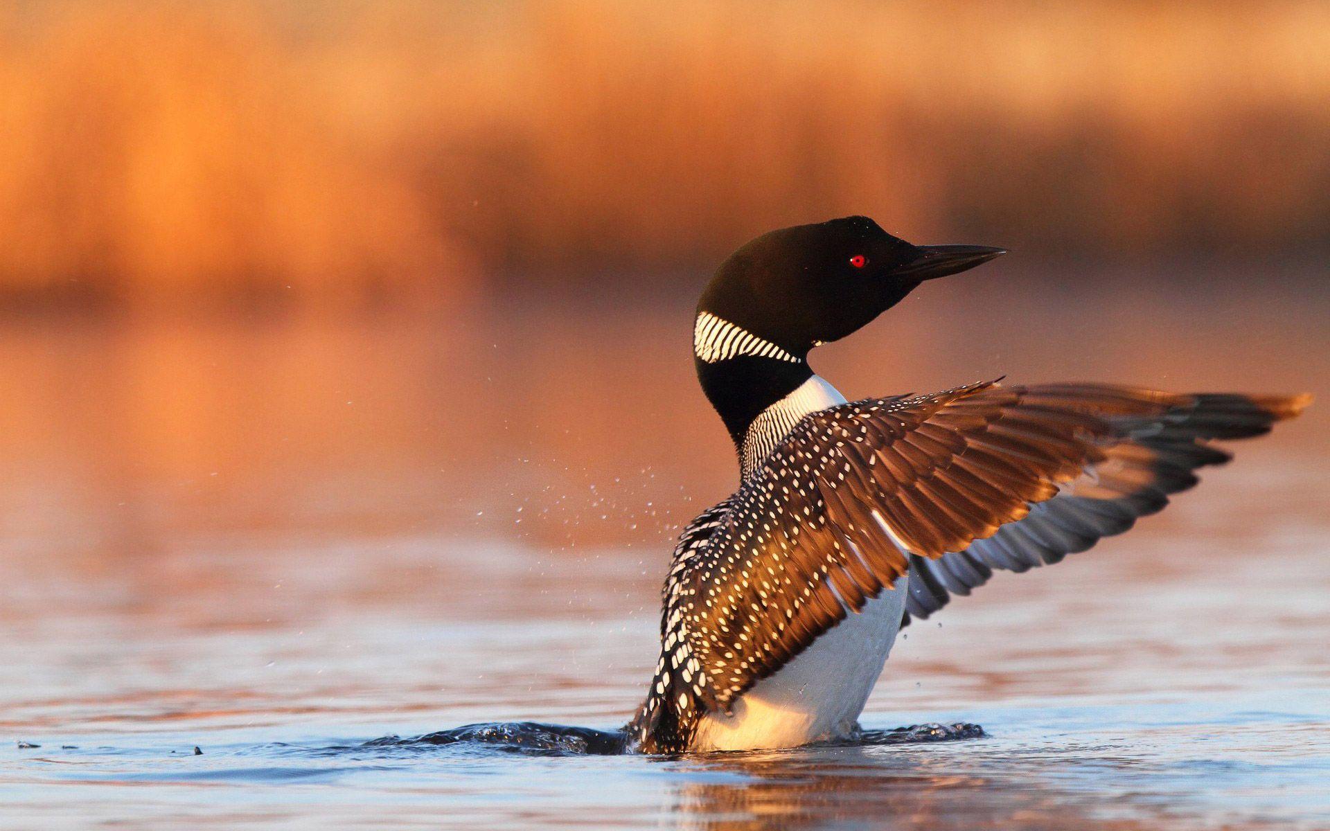 1920x1200 Mallard Duck Flying Wallpaper, Mallard Duck Flying Image