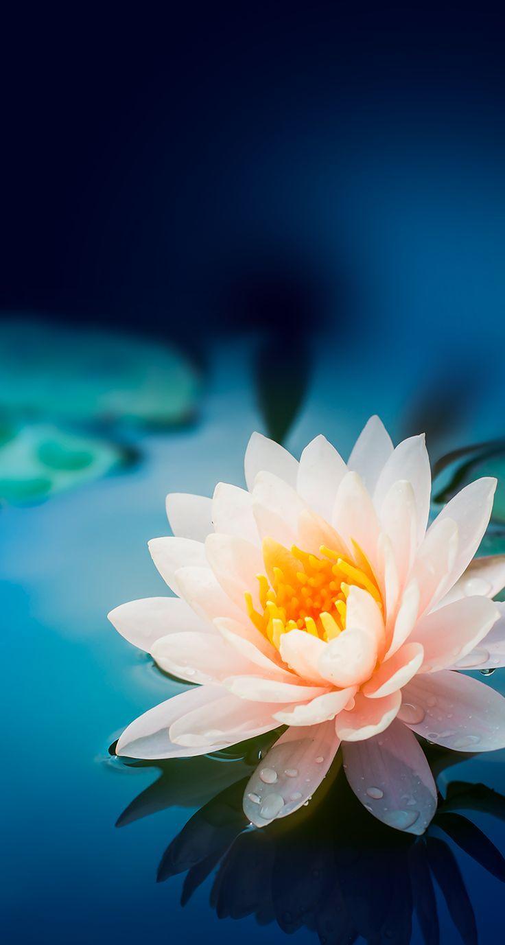 Best Lotus flower iPhone HD Wallpapers  iLikeWallpaper