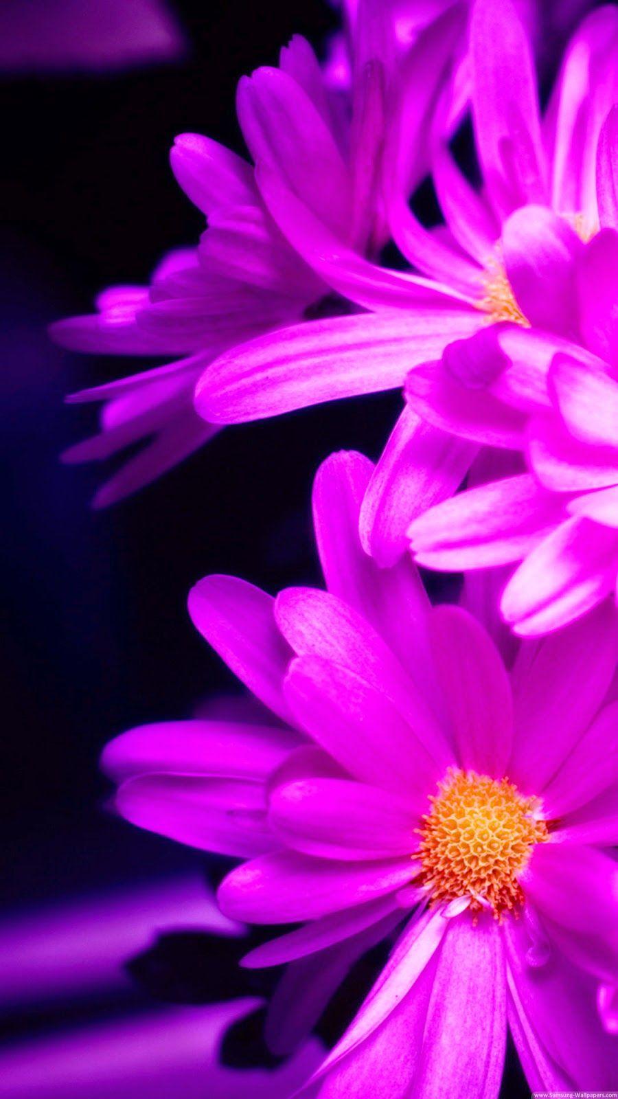 900x1600 Hd iPhone Wallpaper Purple Flower