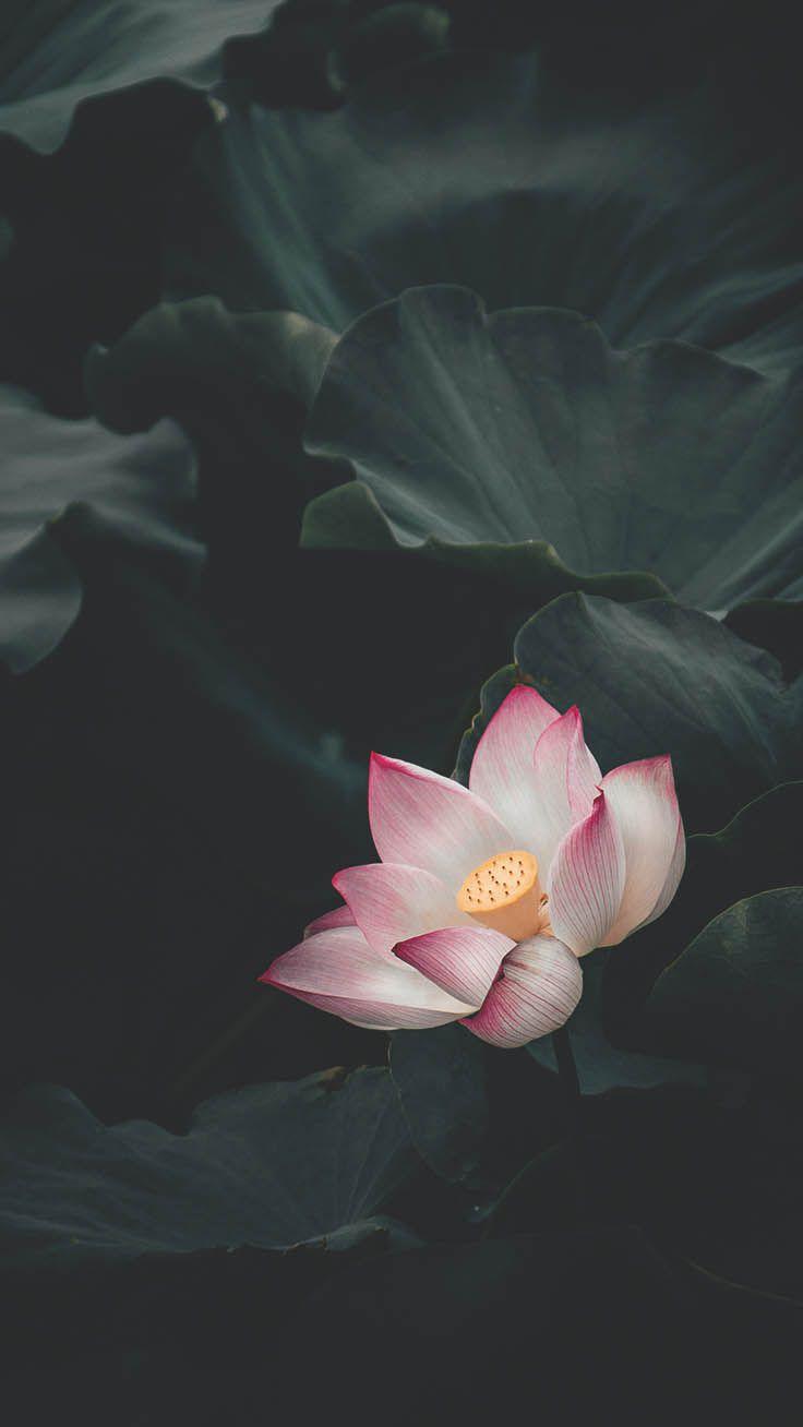 736x1308 Floral iPhone Xs Wallpaper To Celebrate Spring