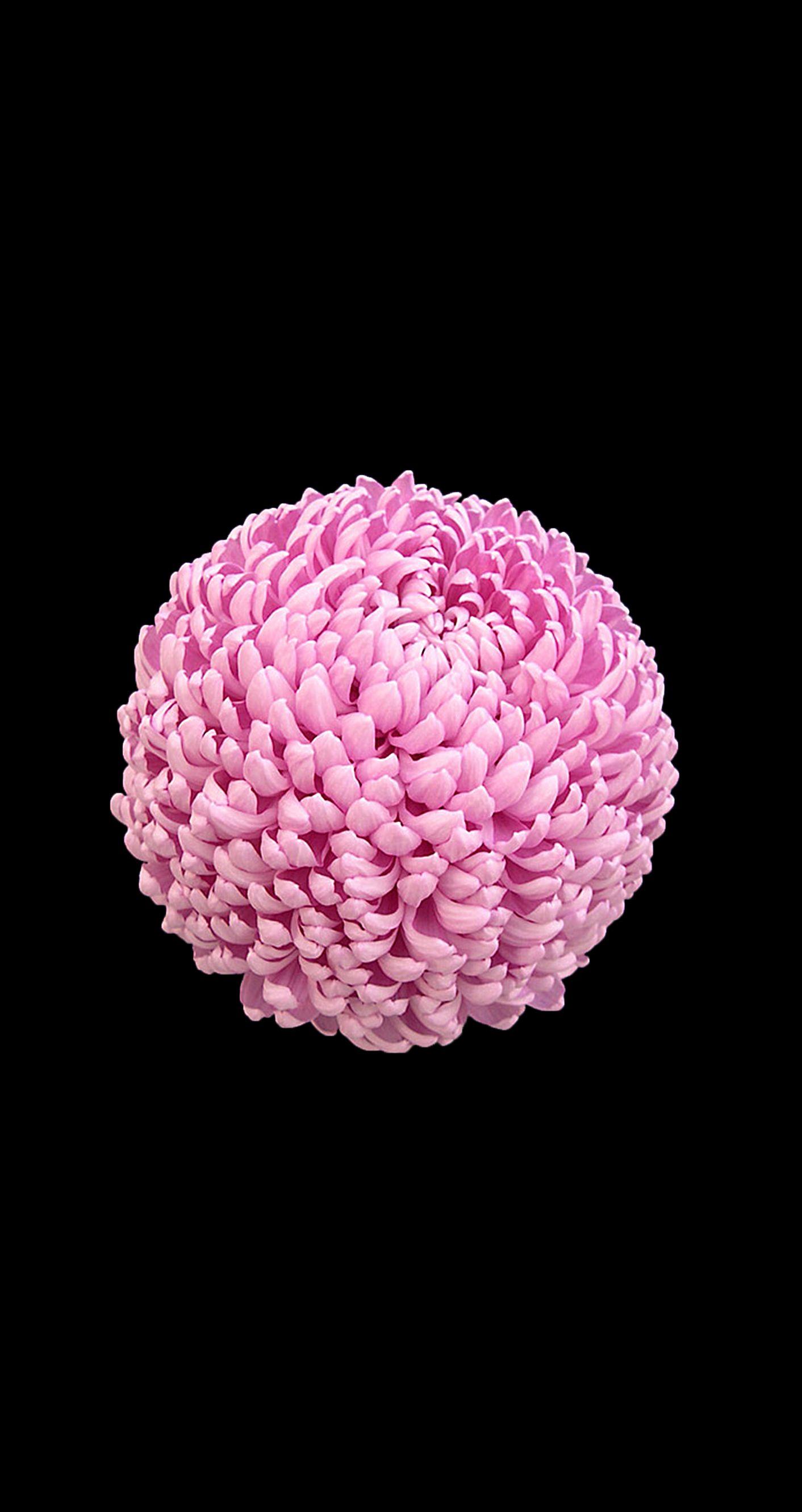 1412x2662 iOS 8 style flowers wallpaper for iPhone