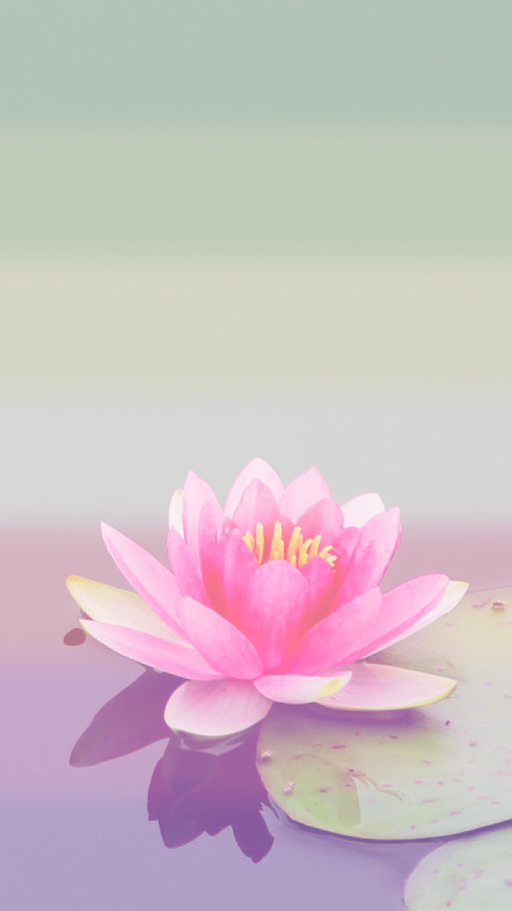 Buy Night Lotus Iphone  Android Phone Wallpaper Online in India  Etsy