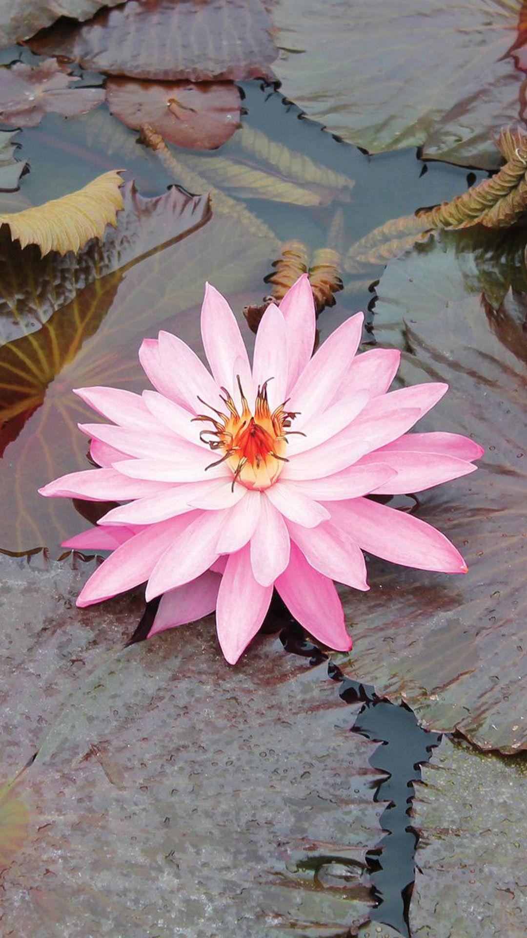 1080x1920 Beautiful Lotus Macro iPhone 8 Wallpaper 6 Lotus Flower Wallpaper & Background Download
