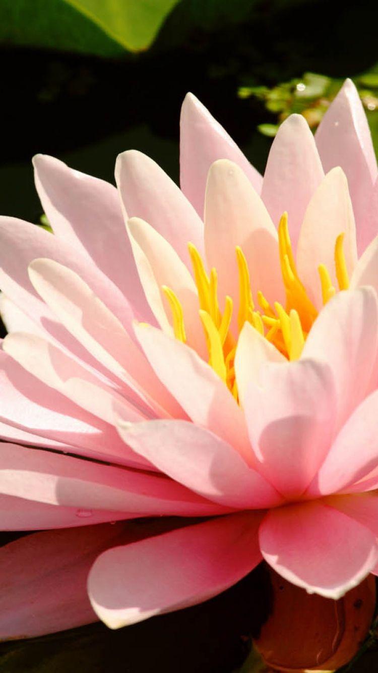 Lotus Flower iPhone Wallpapers - Top Free Lotus Flower iPhone ...