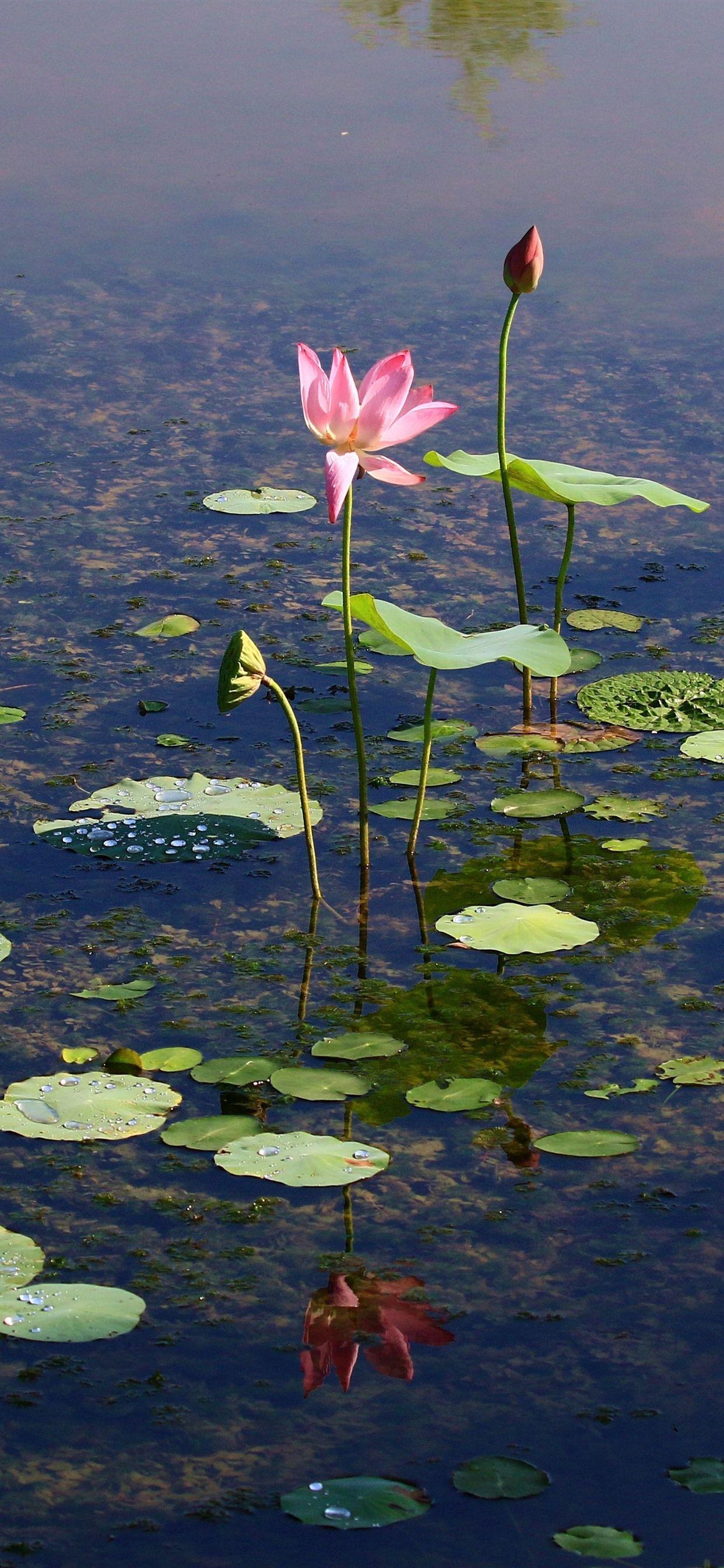 1242x2688 Pond, Lotus, Flowers, Clear Water 1242x2688 IPhone 11 Pro XS Max Wallpaper, Background, Picture, Image