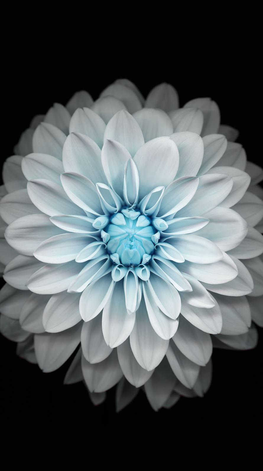 890x1590 Free download iPhone 6 wallpaper wallpaperc [890x1590] for your Desktop, Mobile & Tablet. Explore iPhone 6 Plus Flower Wallpaper. iPhone 6s Plus Wallpaper, Best iPhone 6 Plus Wallpaper, HD iPhone 6 Plus Wallpaper