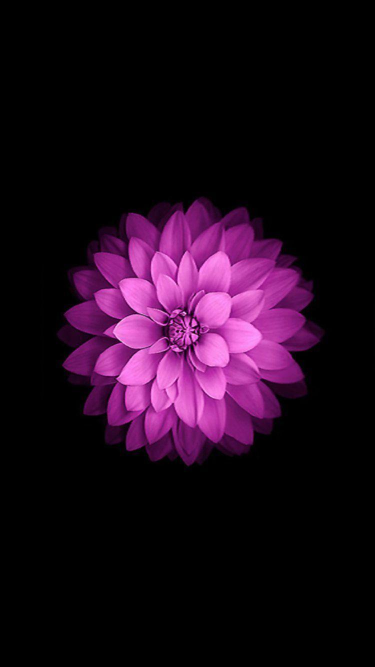 iPhone 6 Flower Wallpapers Top Free iPhone 6 Flower Backgrounds