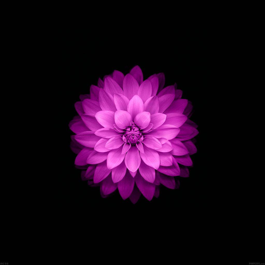 1024x1024 Wallpaper Apple Red Lotus Iphone6 Plus Ios8 Flower Wallpaper