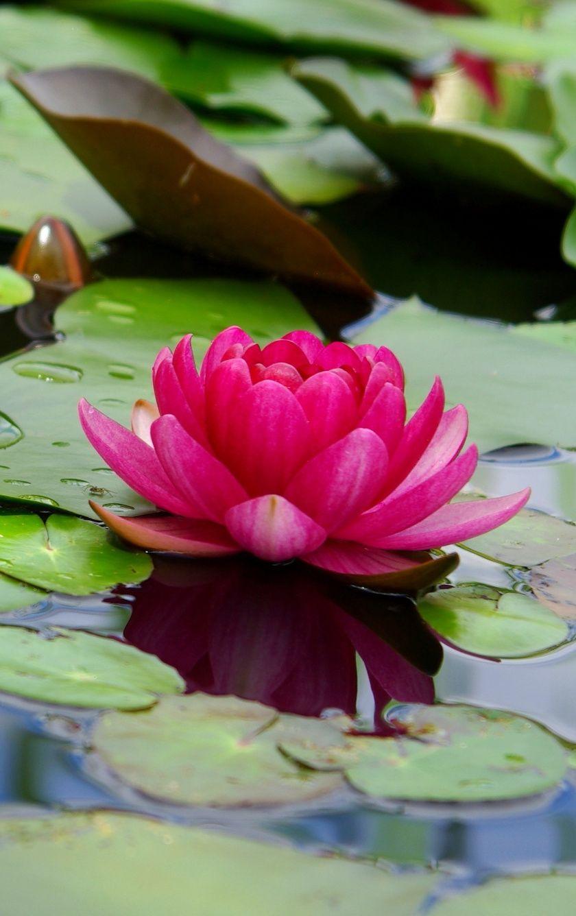 840x1336 Lotus, Flower, Pink, Leaf, Lake, Wallpaper Flower In Water Wallpaper & Background Download