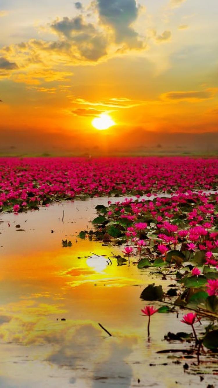 750x1334 Wallpaper Lotus flowers Sunset HD