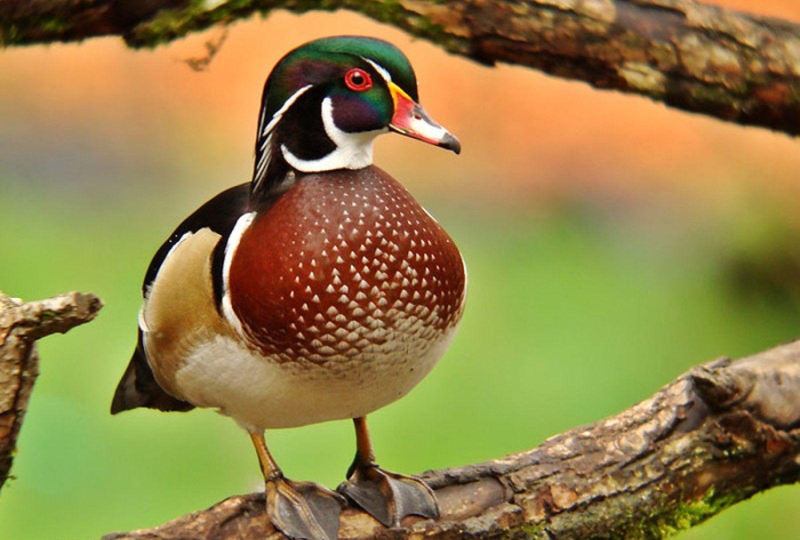 1600x1080 Duck Desktop Wallpaper Winter