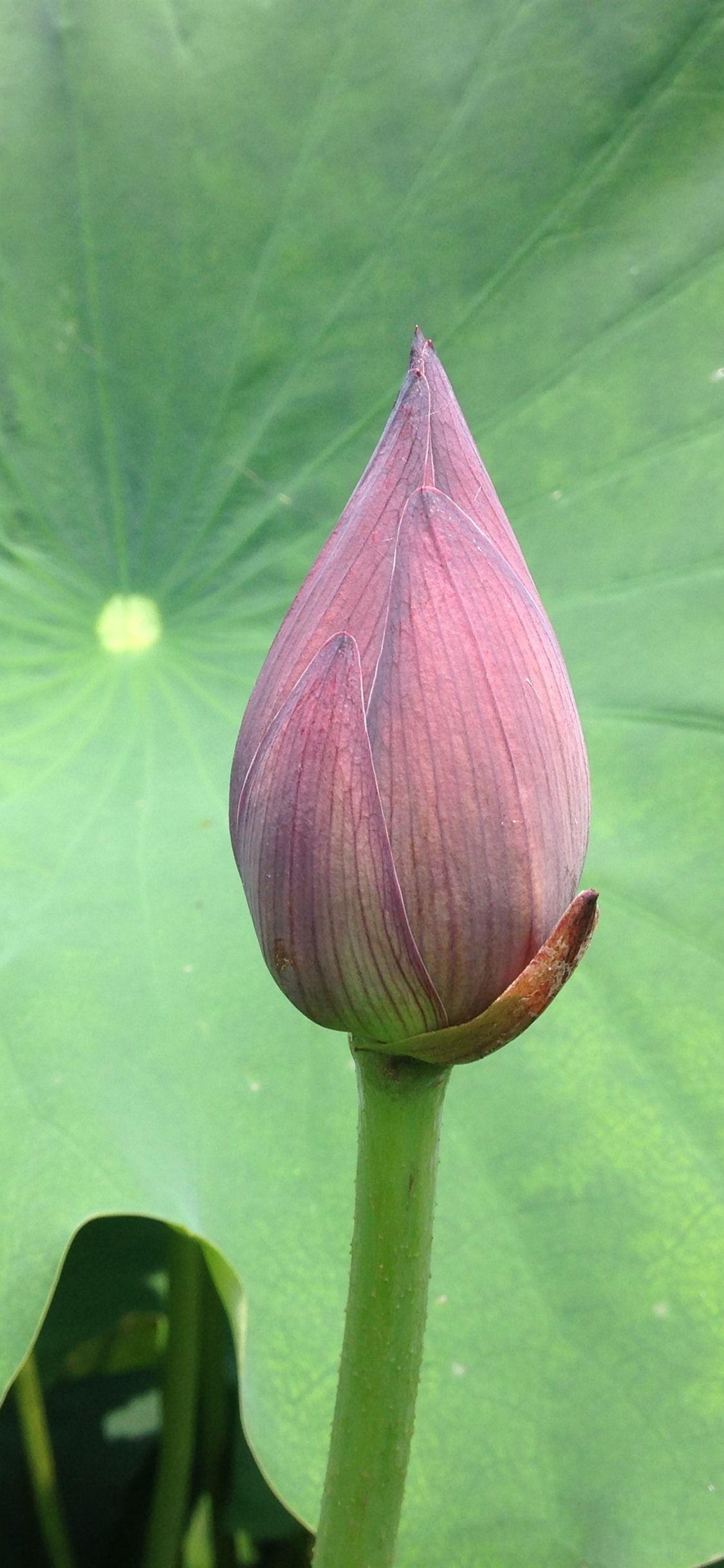 1125x2436 IPhone Wallpaper Pink Lotus Flower Bud Close Up