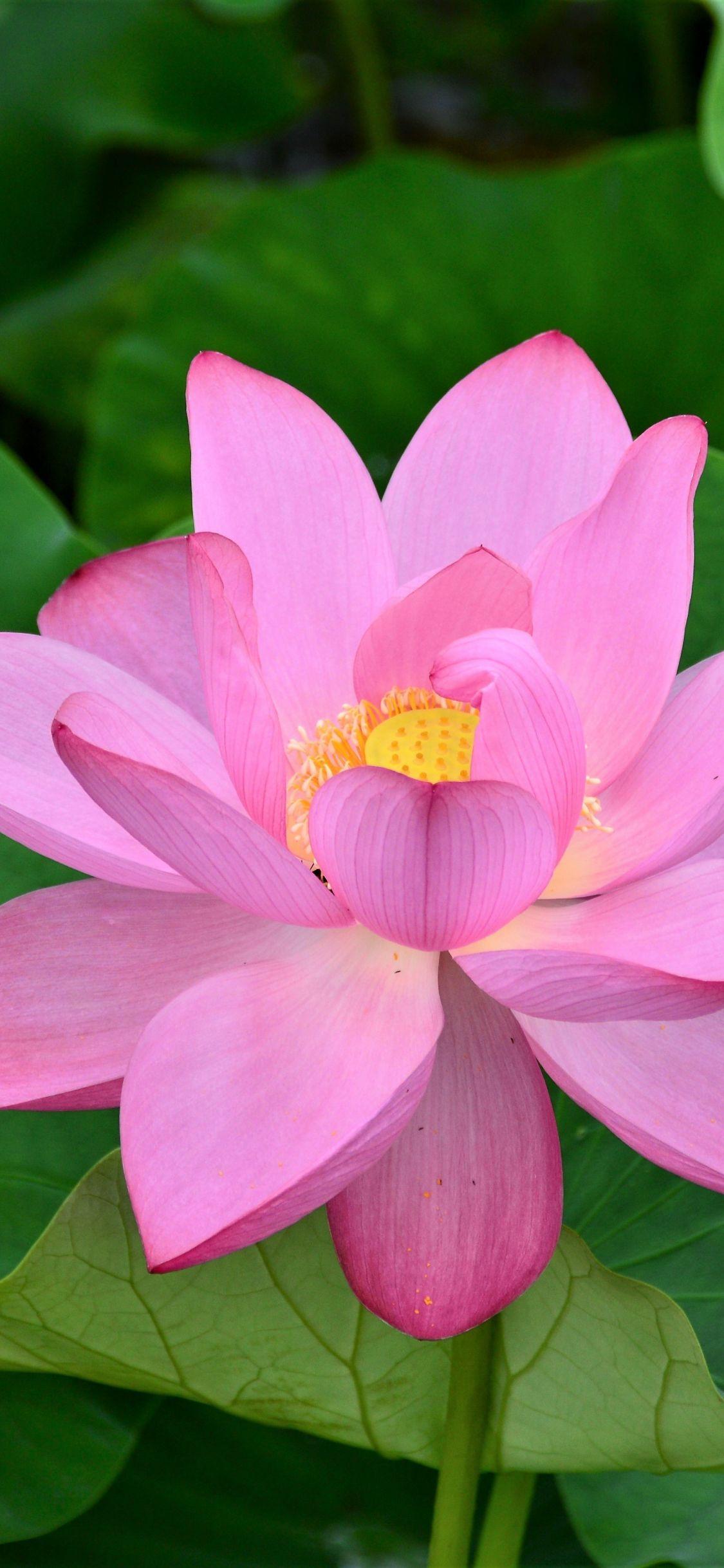 1125x2436 flower: Lotus Flower Background iPhone