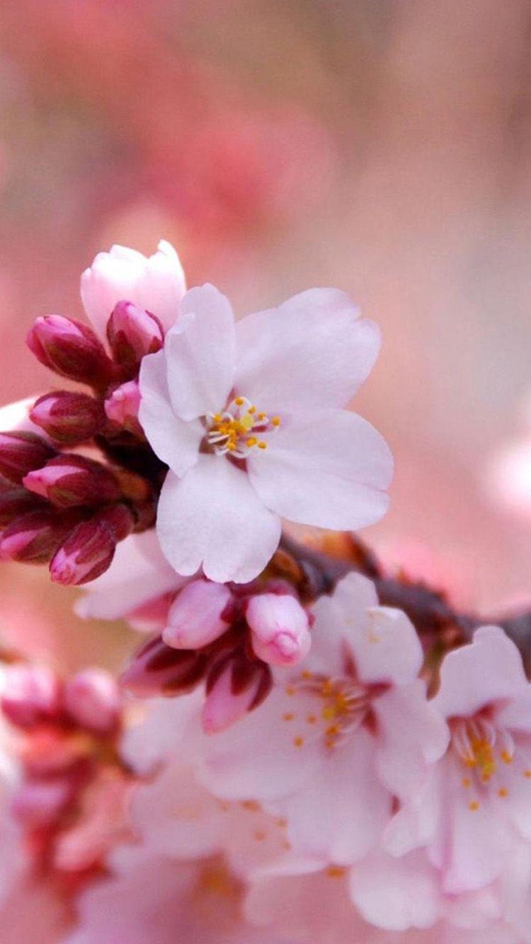 750x1334 Free download Flower iPhone 6 Wallpaper HD 252 iPhone 6 Wallpaper [750x1334] for your Desktop, Mobile & Tablet. Explore Flower Wallpaper for iPhone. Yellow Flowers Wallpaper for iPhone, Purple