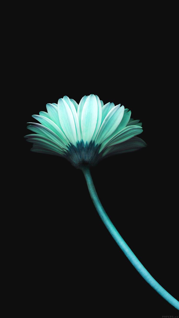 750x1334 iPhone 6 Wallpaper flower dark blue simple minimal nature