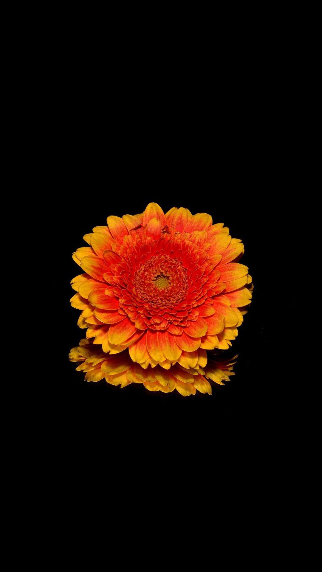 1080x1920 Wallpaper iPhone Flower Black Background