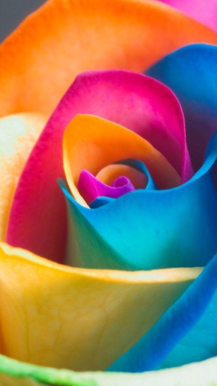 iPhone 6 Flower Wallpapers Top Free iPhone 6 Flower Backgrounds WallpaperAccess