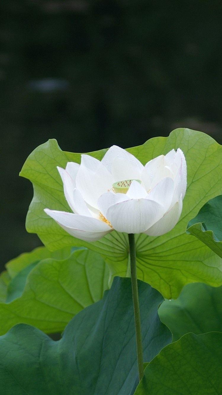 750x1334 Wallpaper White lotus flower, green foliage 2560x1600 HD Picture, Image