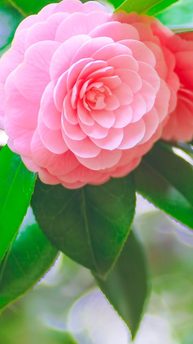 iPhone 6 Flower Wallpapers Top Free iPhone 6 Flower Backgrounds WallpaperAccess