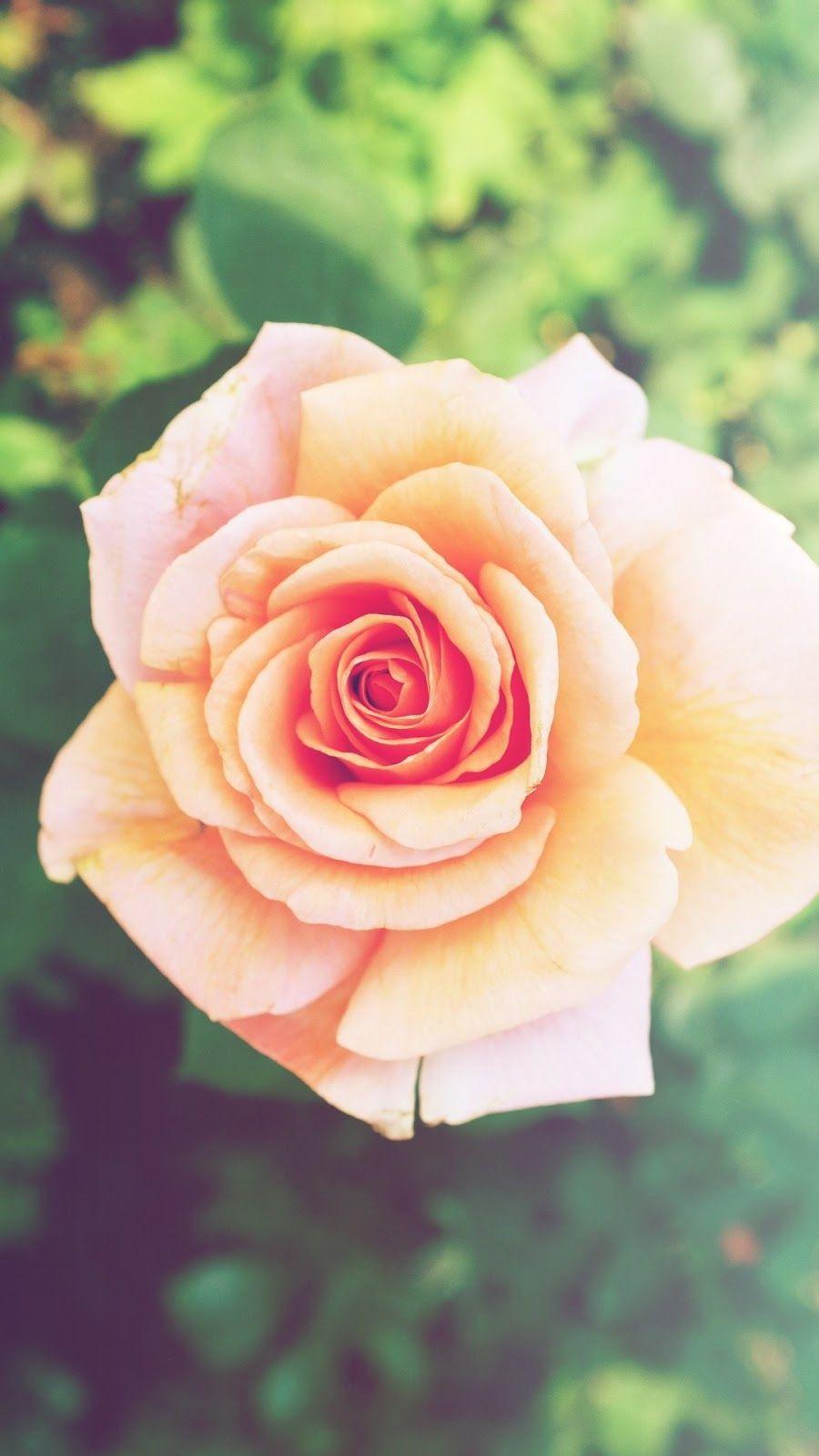 900x1600 Pink Rose iPhone Wallpaper