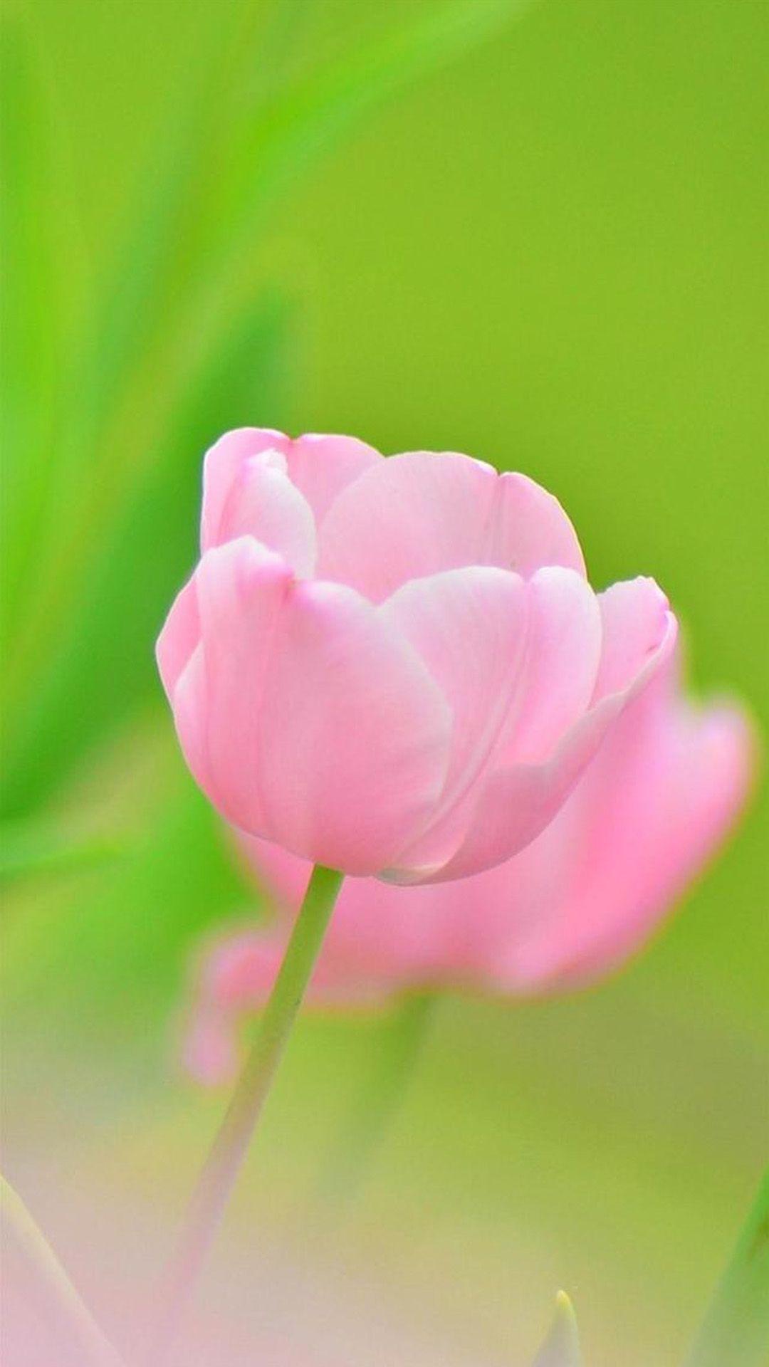 1080x1920 Lotus Flower iPhone Wallpaper