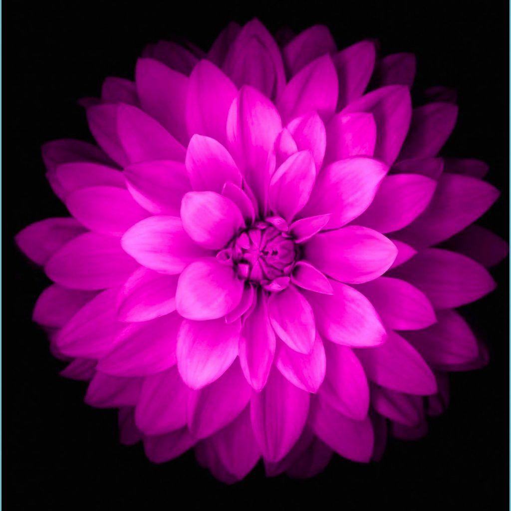 1024x1024 Apple iPhone Wallpaper Flowers HD Wallpaper 6 flower wallpaper