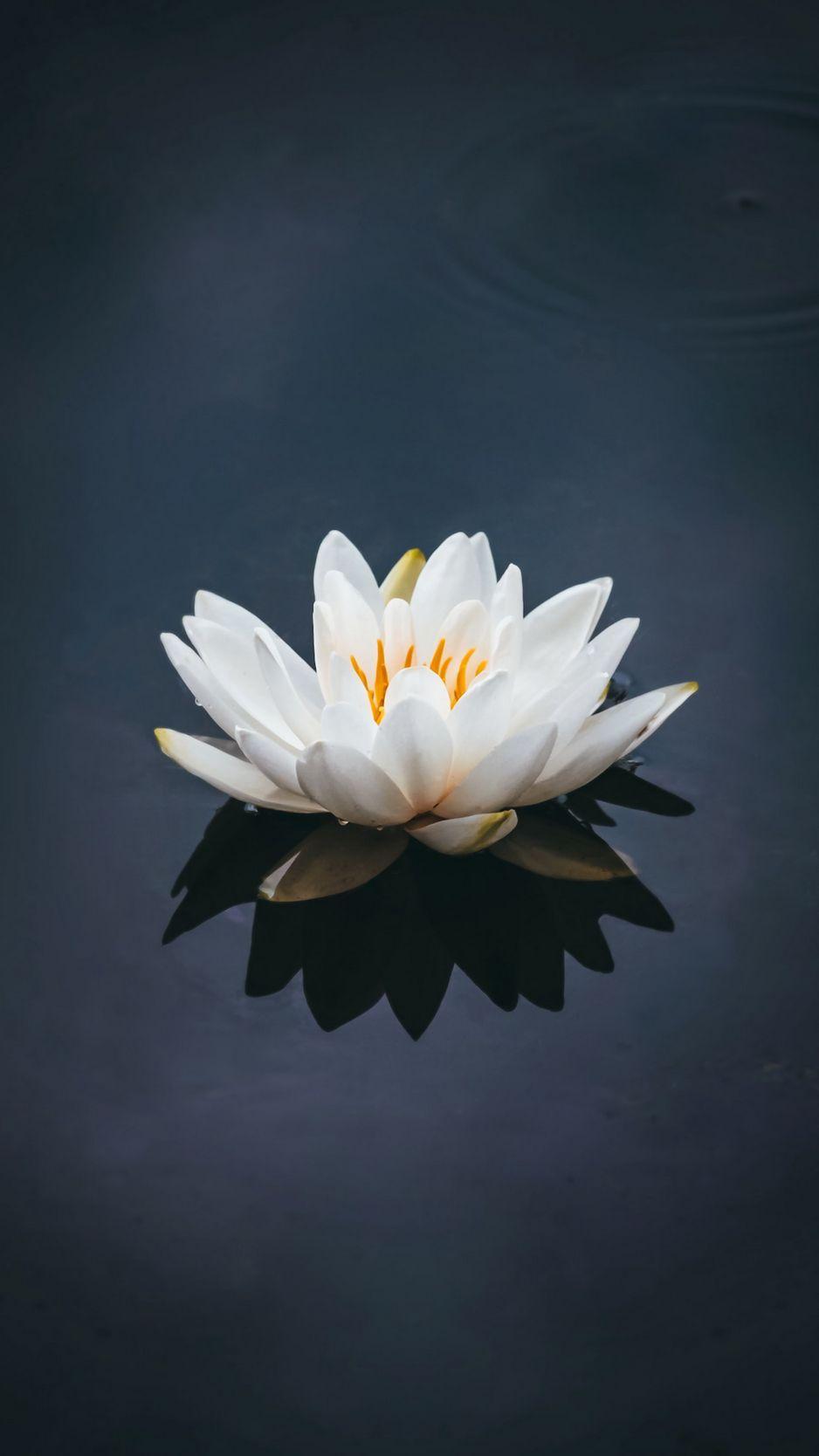 Lotus Flower iPhone Wallpapers Top Free Lotus Flower iPhone