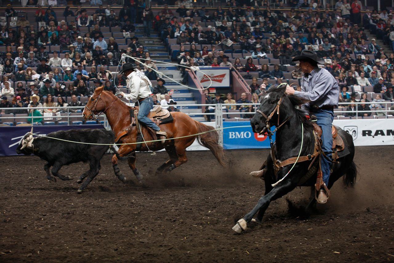 630 Steer Roping Stock Photos Pictures  RoyaltyFree Images  iStock   Rodeo