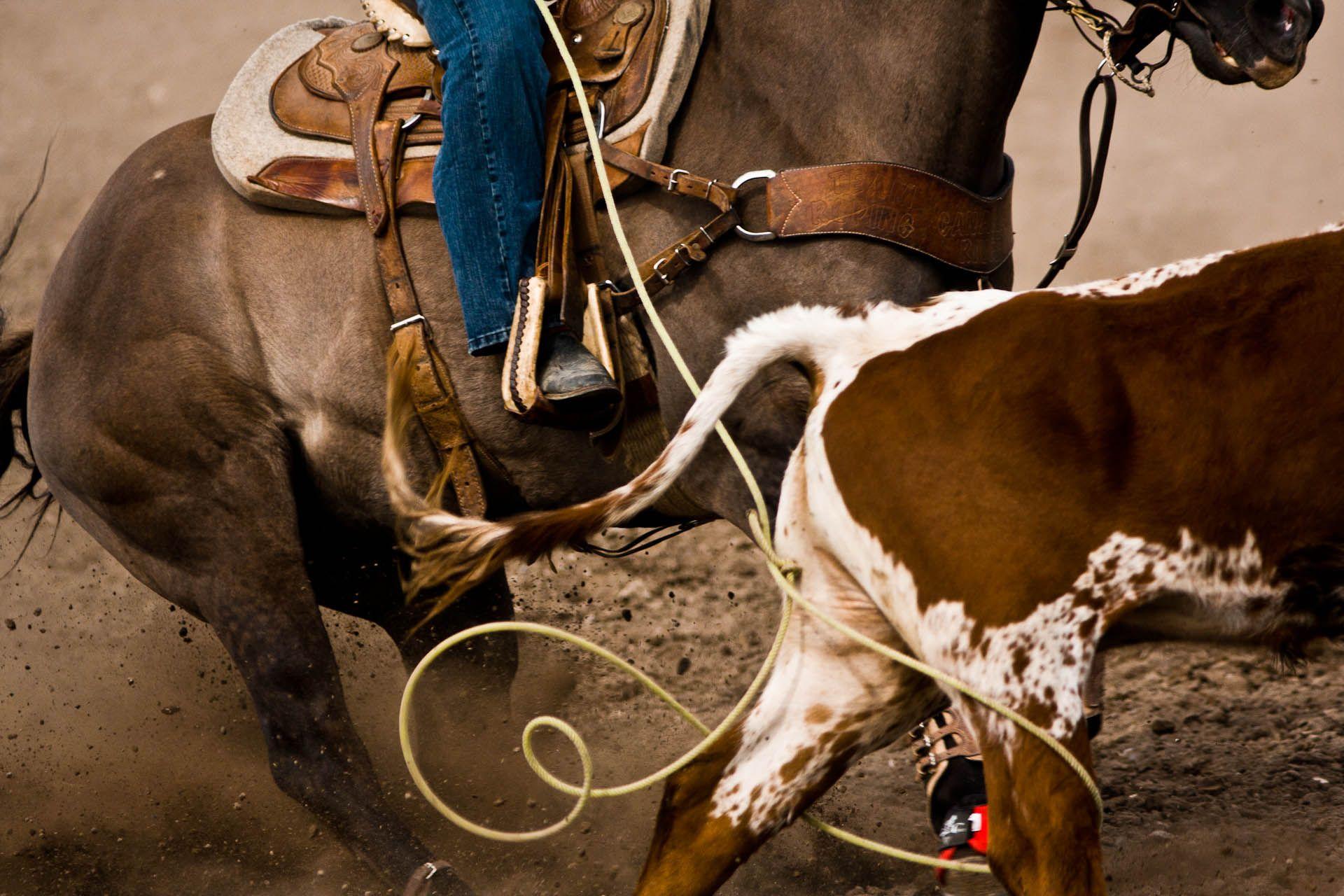 Download Team Roping With A Lasso Wallpaper  Wallpaperscom
