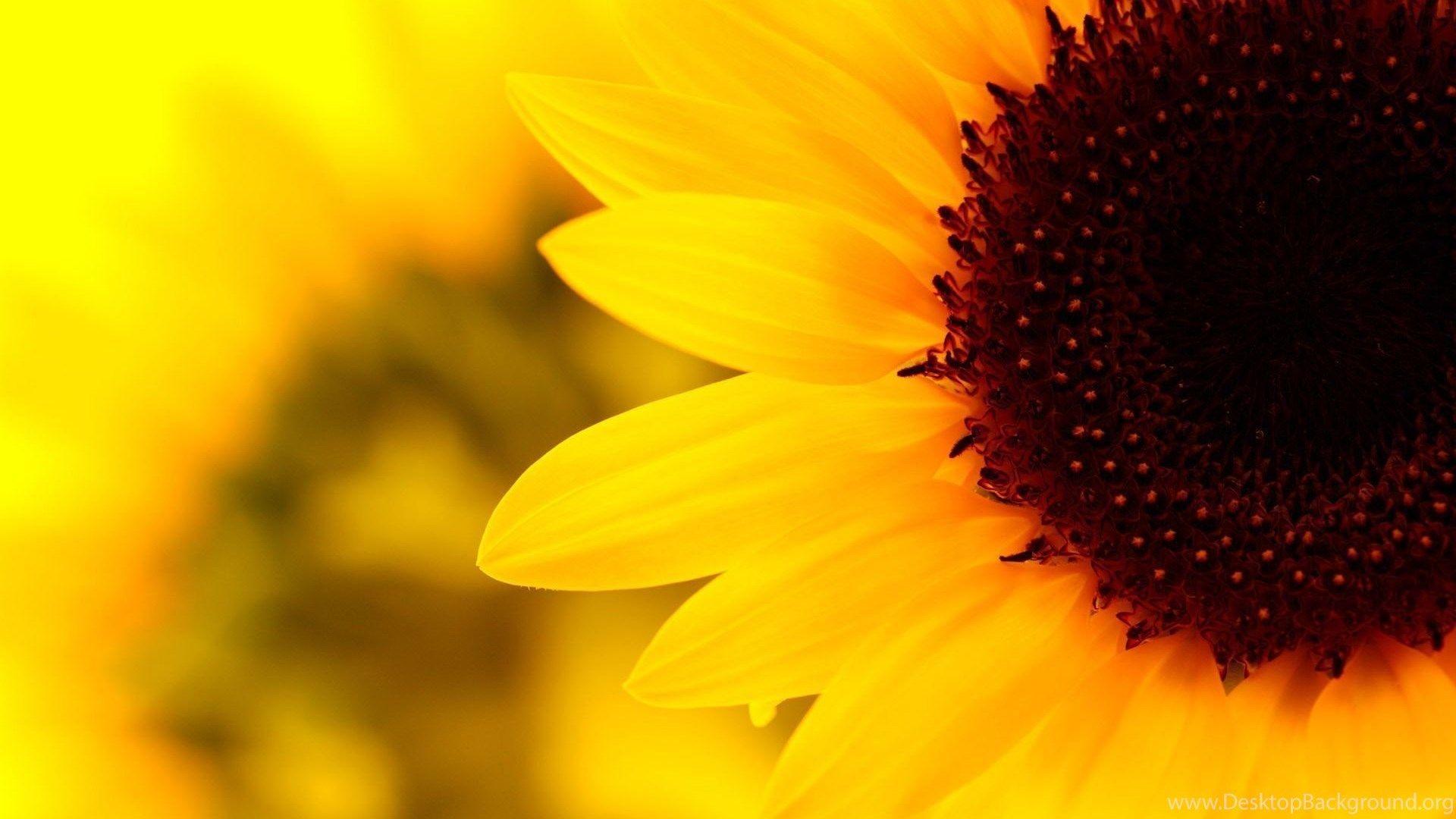1920x1080 Yellow Aesthetic Desktop Background