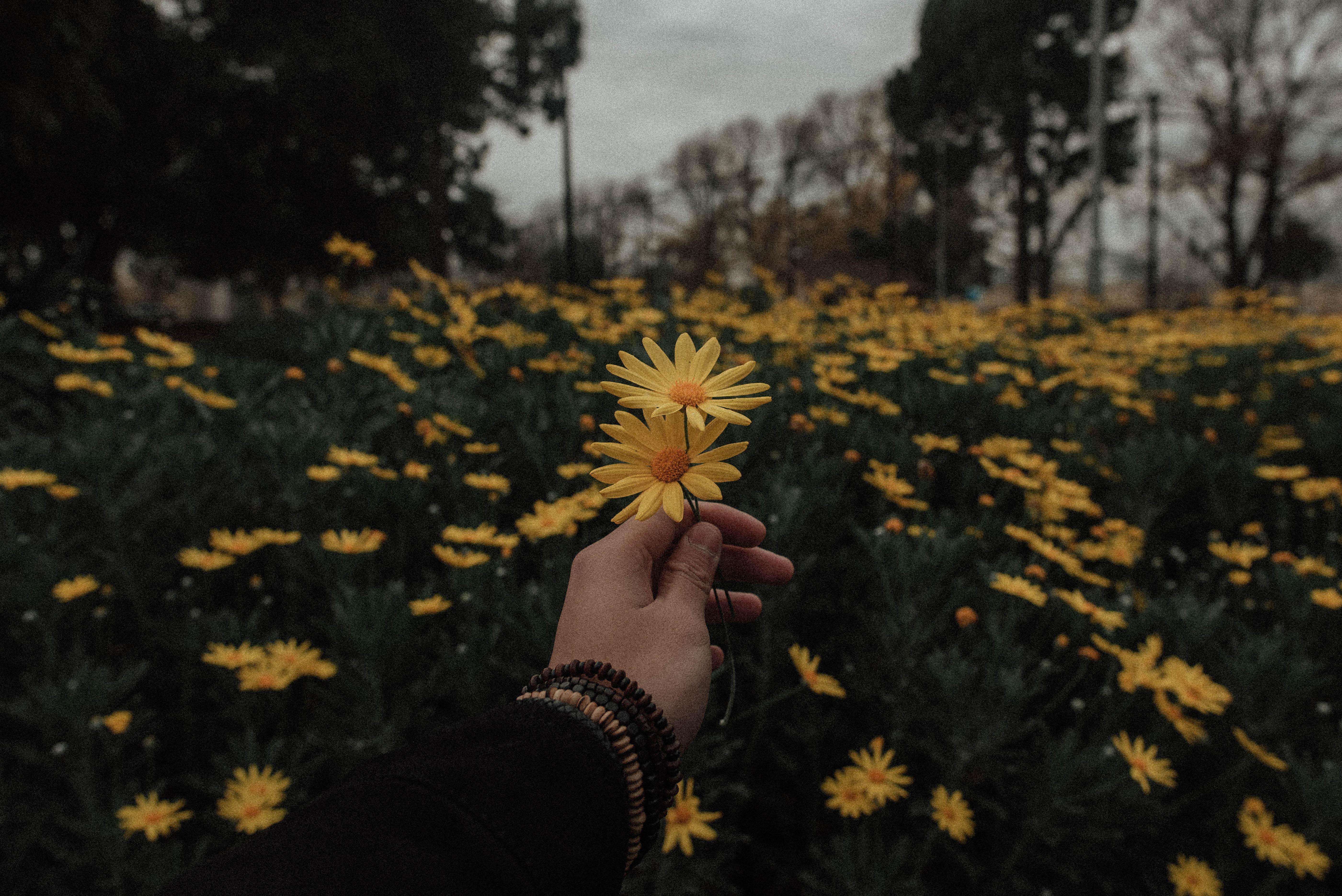 5603x3740 Yellow Aesthetic Flower Desktop Wallpaper