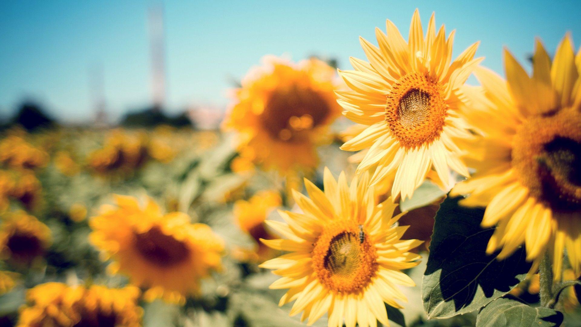 1920x1080 Yellow Aesthetic Computer Background