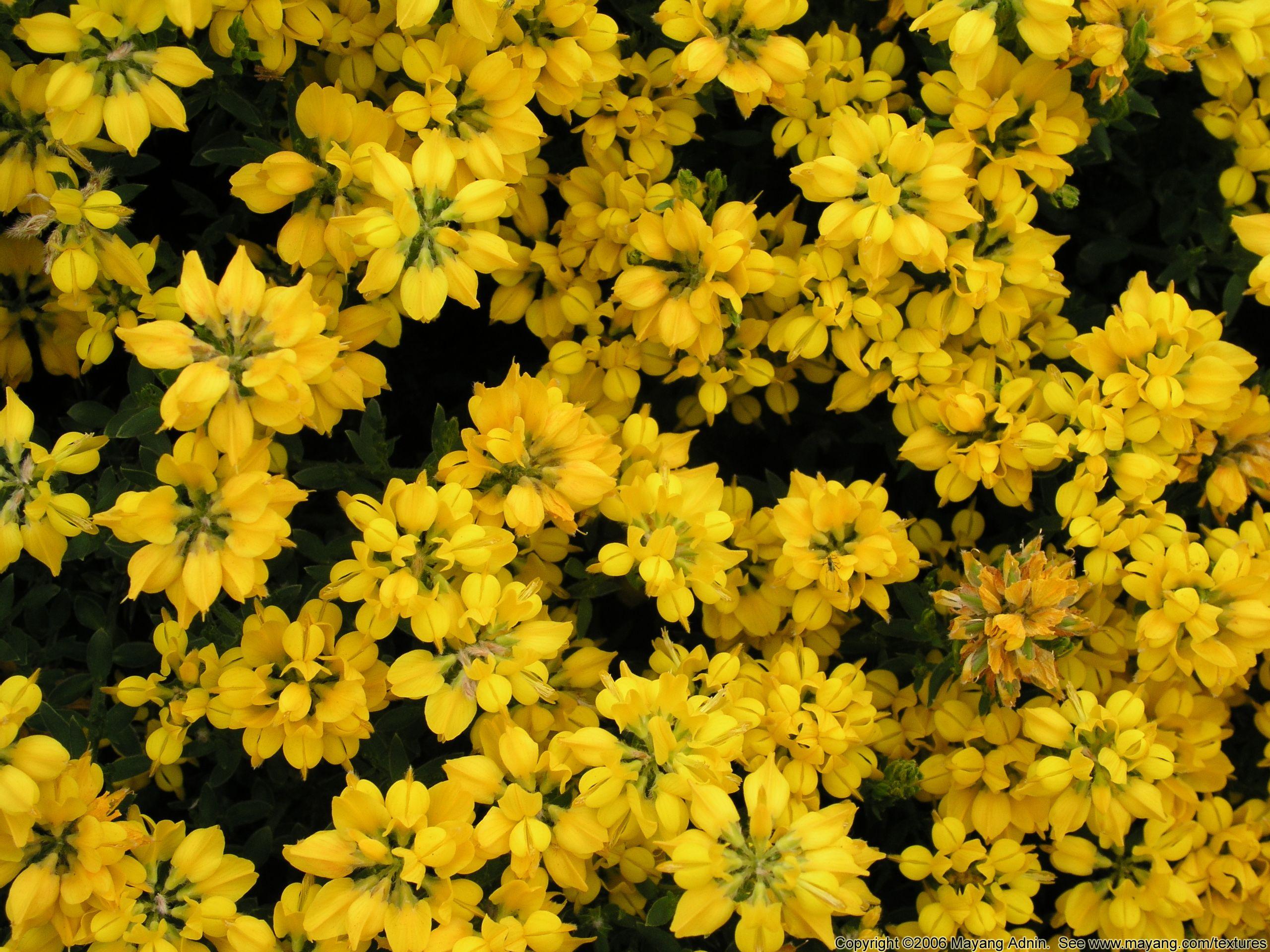 2560x1920 Aesthetic Yellow Flowers Wallpaper .sadistria.