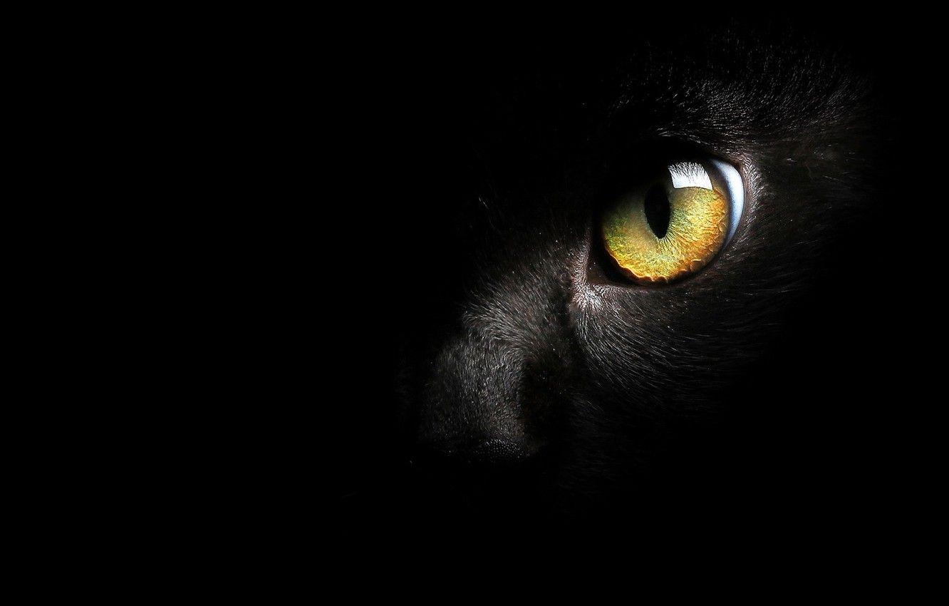1332x850 Wallpaper cat, eyes, background image for desktop, section кошки