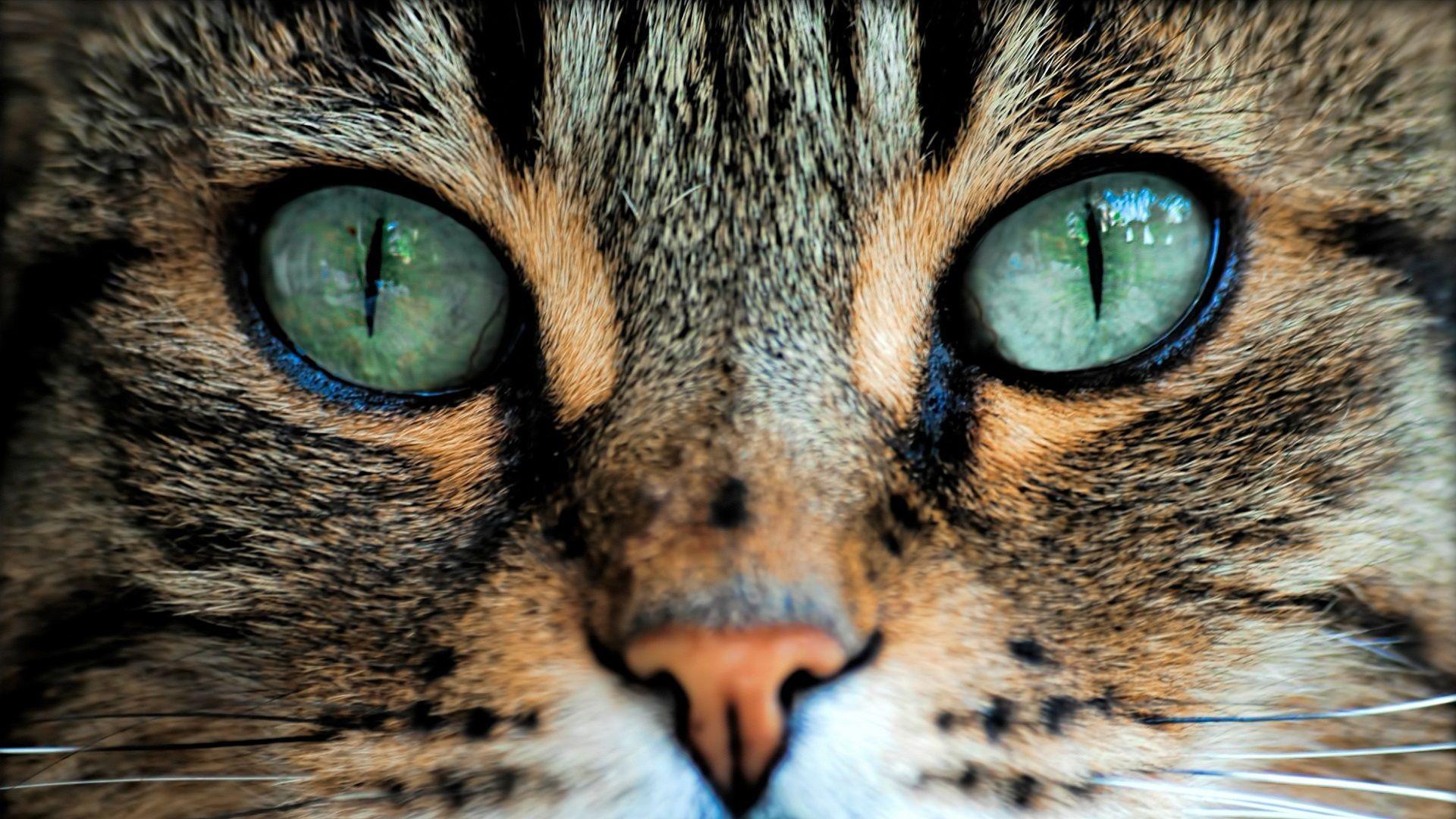 1920x1080 Cat Eye Wallpaper