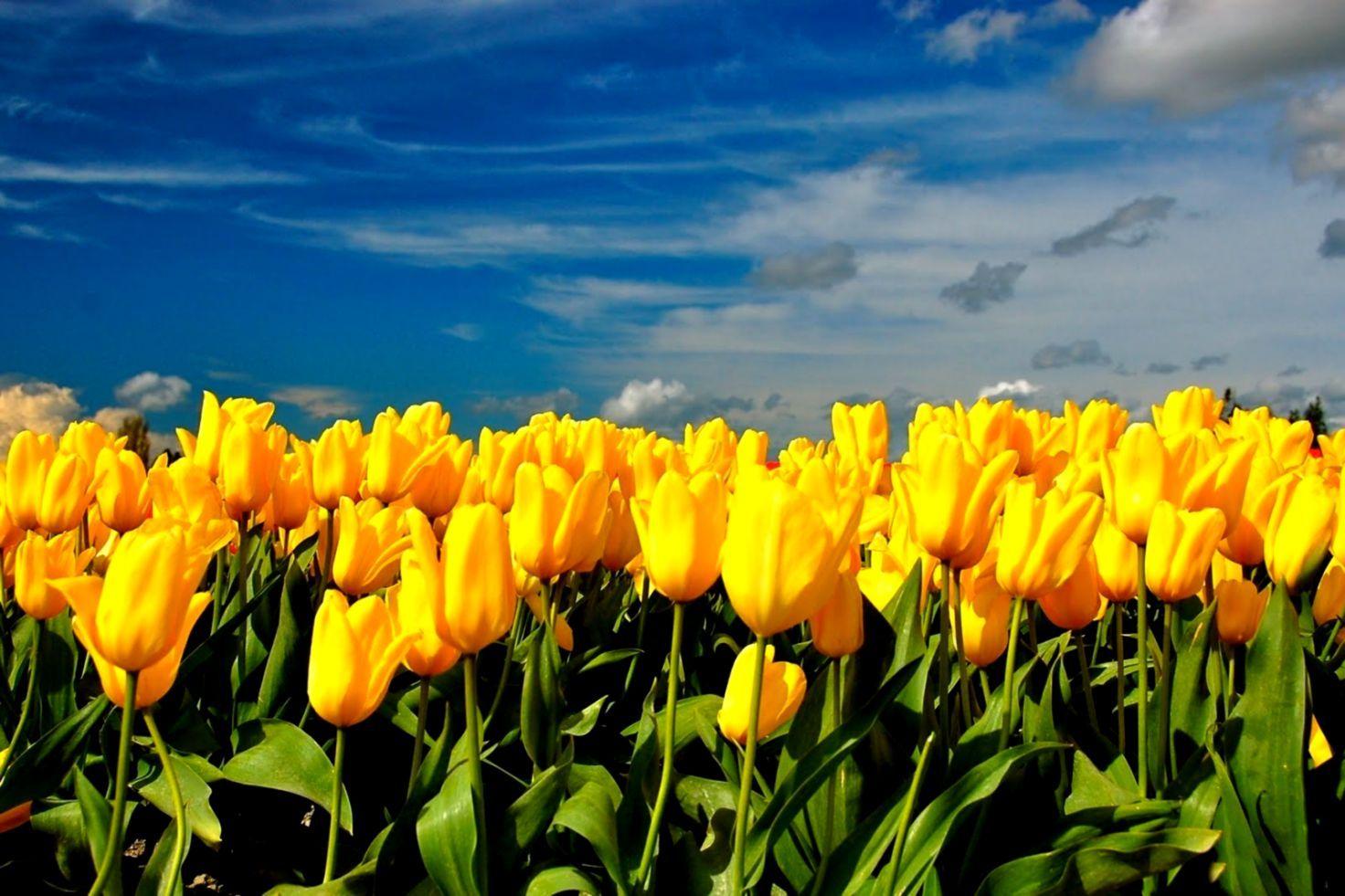 1472x981 Desktop Background Aesthetic Flowers