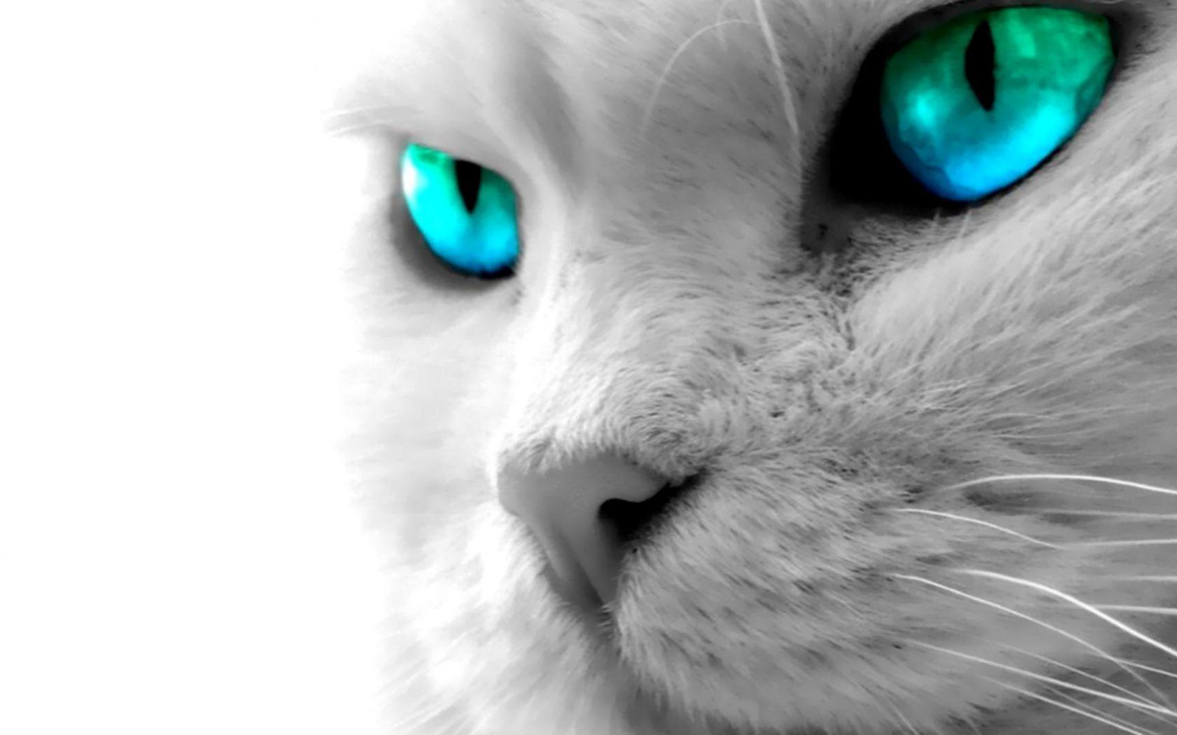 1680x1050 Free download Cat Blue Eyes High Definition Wallpaper 1920x1080 Full HD Wallpaper [1920x1080] for your Desktop, Mobile & Tablet. Explore Cat Eyes Wallpaper. Beautiful Eyes Wallpaper, Black Cat Eyes