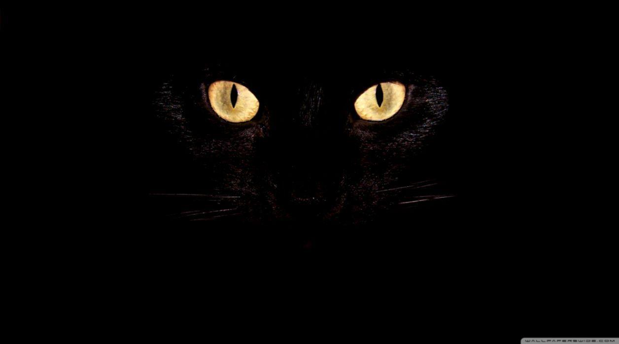 1256x698 Cat Eye Wallpaper
