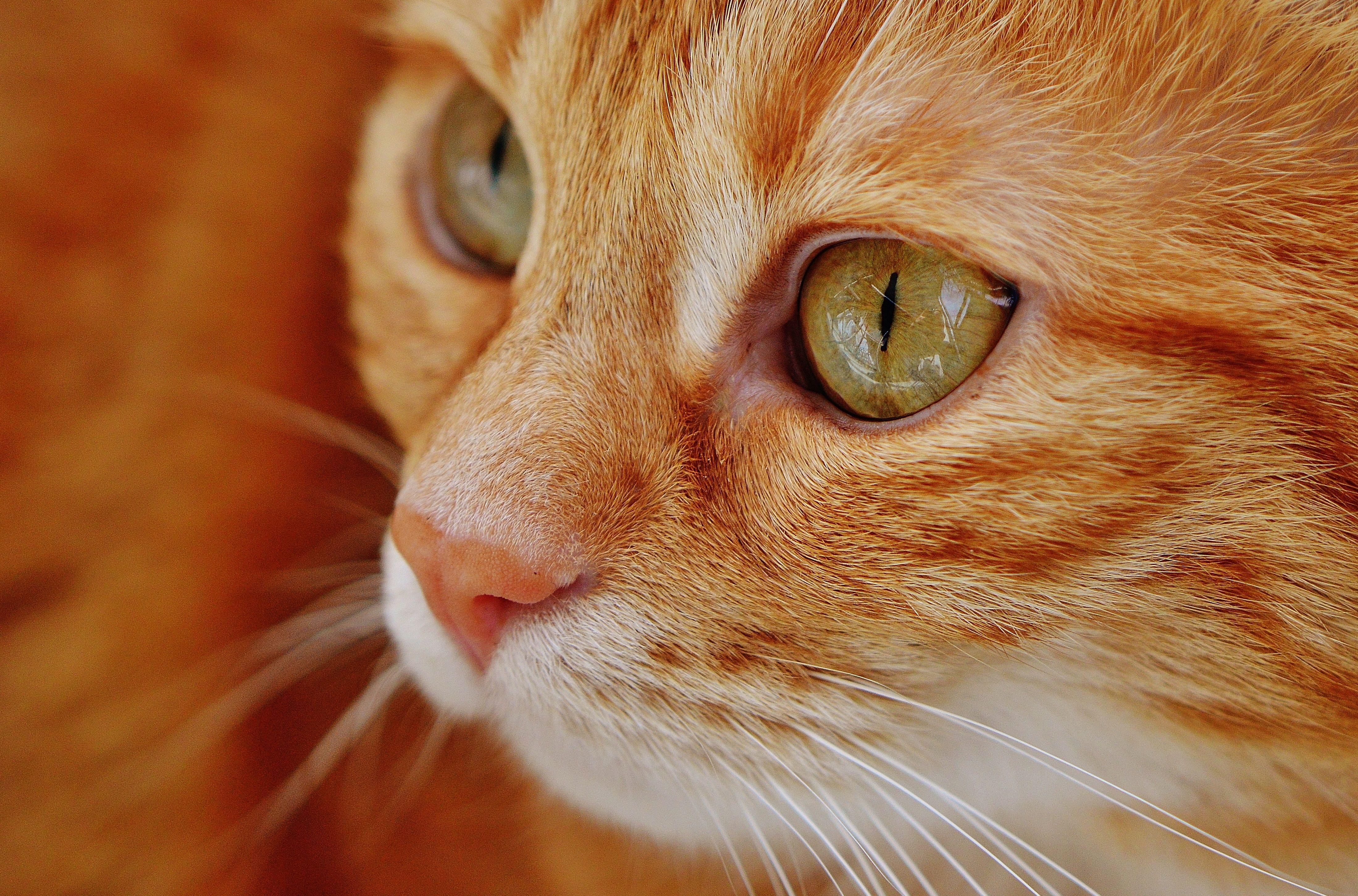 4398x2902 Cat Eyes Wallpaper 4K. HD Wallpaper Background