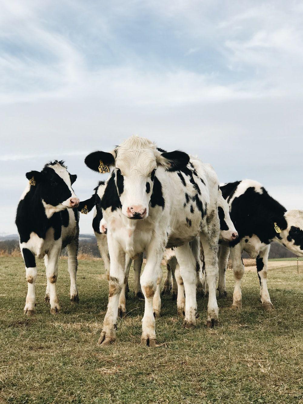 1000x1333 Best Free Cow Picture
