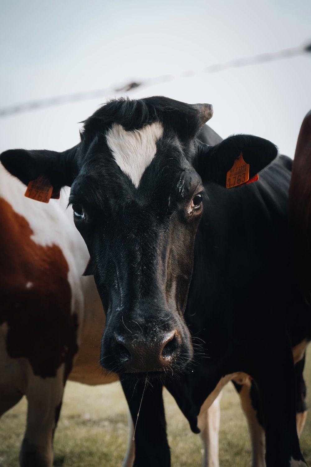 1000x1500 Black And White Cow Picture. Download Free Image